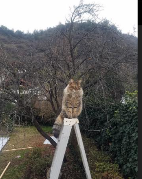 绝杀！卡瓦哈尔一锤定音，贝蒂斯梦碎韩国—解读关键先生的封神之夜