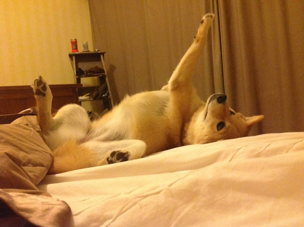 年度焦点之战之夜，当熔炉淬炼钻石，赖斯在轰鸣中镌刻纪录