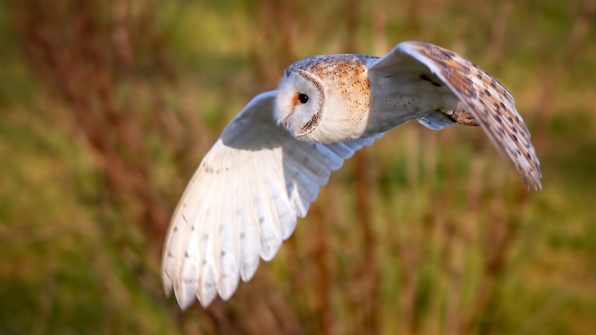 当蔚蓝海岸遇见南十字星，姆巴佩一锤定音的摩纳哥生死战战术解析