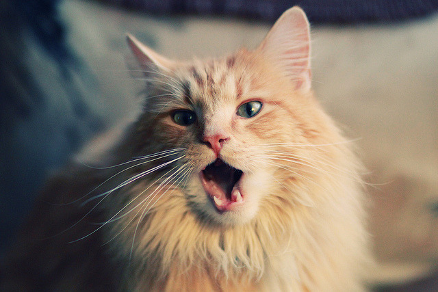 努涅斯独舞，特兰加雄狮碾碎北欧冰墙—塞内加尔式压制美学的胜利