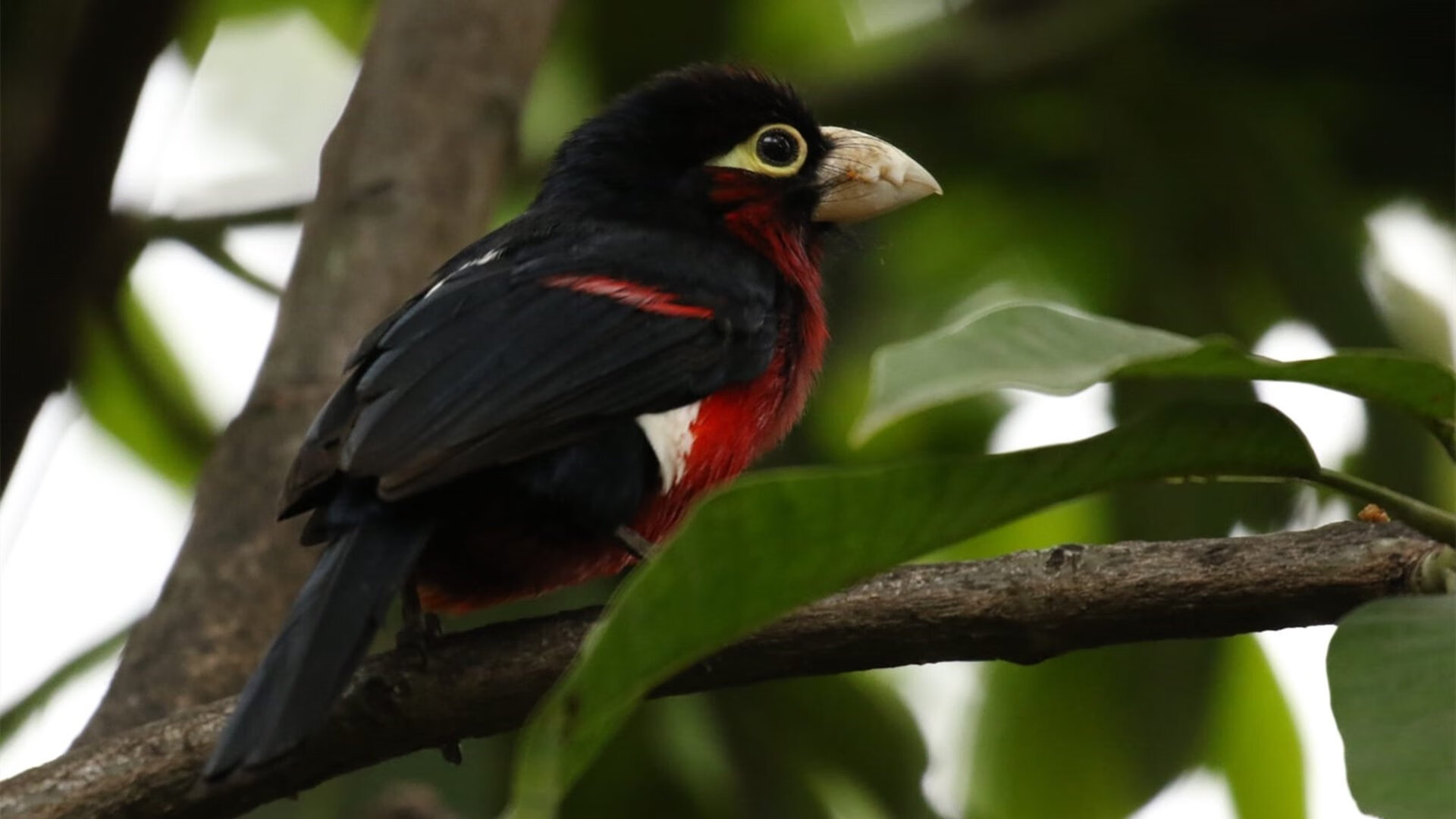 欧冠双城记，斯坦福桥恩佐核爆，安联球馆拜仁单节摧毁药厂