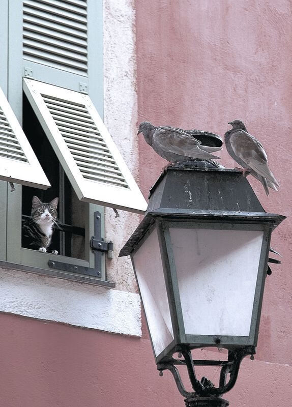 平行宇宙唯一坐标，当NBA巨兽戈贝尔成为F1收官夜的神之右手