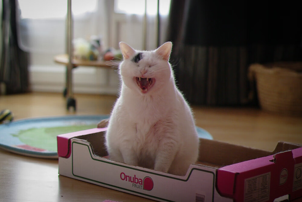 团队篮球的胜利,开拓者在季后赛焦点战中轻取独行侠