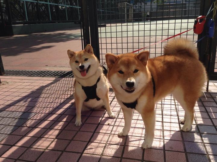 哈基米走廊，阿什拉夫凿穿拜仁，黄黑军团完成世纪复仇