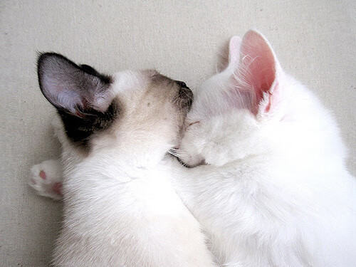 加时鏖战！火箭血拼浙江取三连胜 小贾伦37+9末节统治攻防