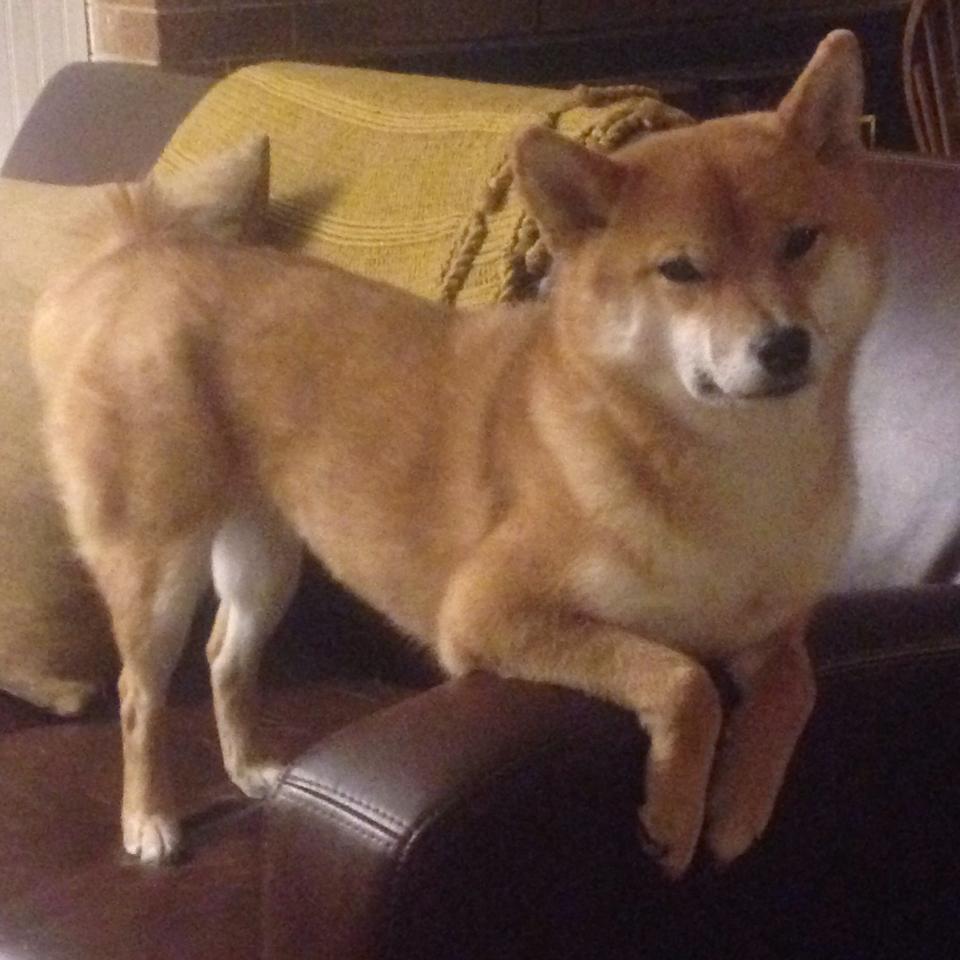 不可阻挡的奔流，恩比德的狂暴进攻与勇士的精密防守艺术