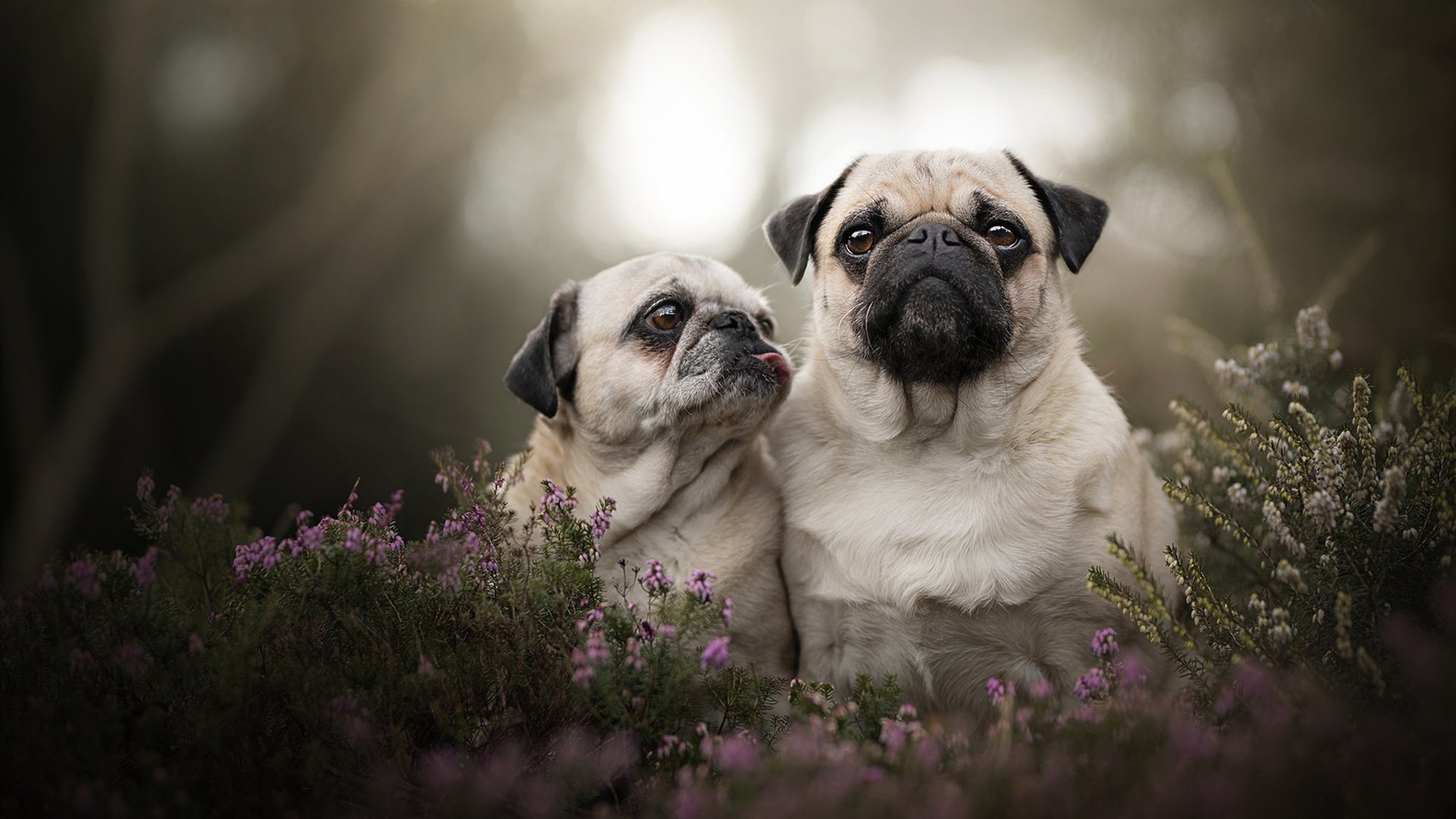 铁卫挽狂澜，德里赫特永载史册的十二分钟