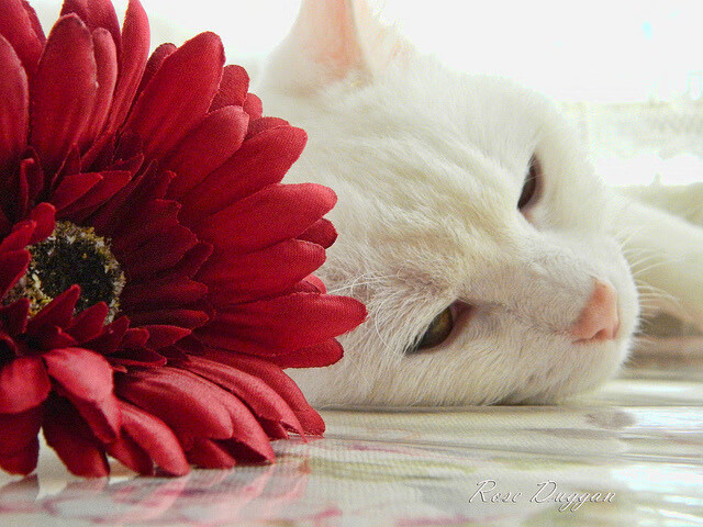 节奏之王布克,山西队对阵快船的独家分析