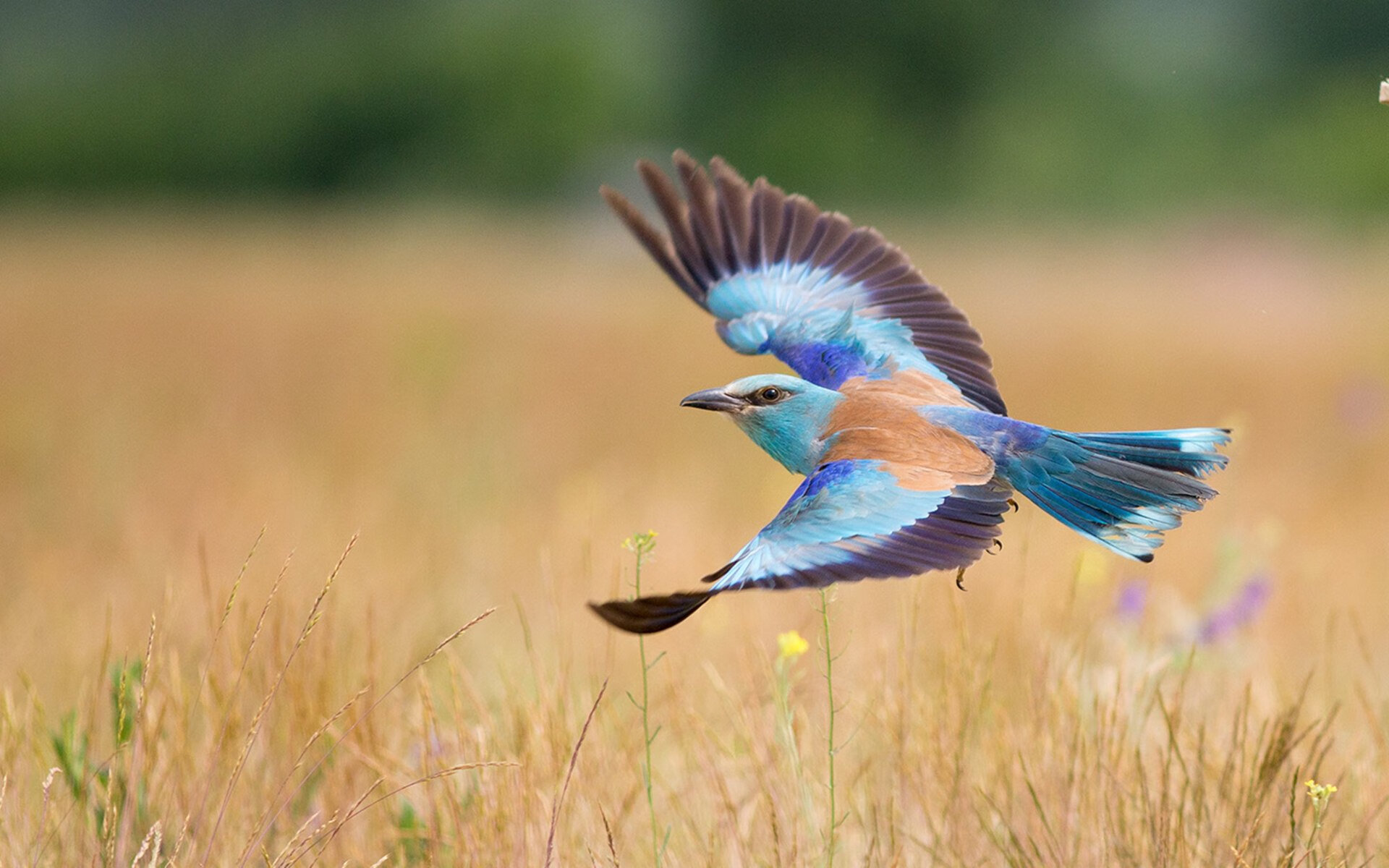 法老诅咒紫百合，埃及连续得分压制佛罗伦萨，坎特化身关键先生