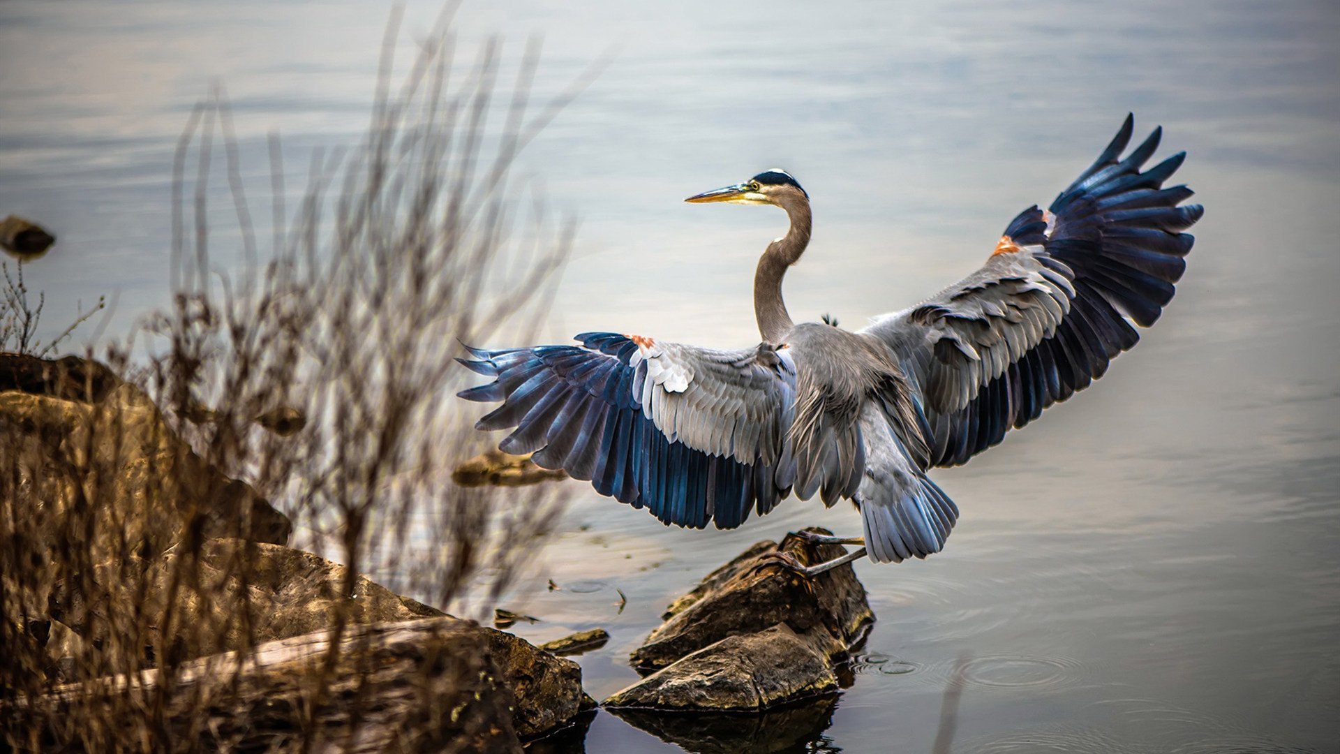 热身奥运前哨战，篮网战术淬炼稳擒雄鹿