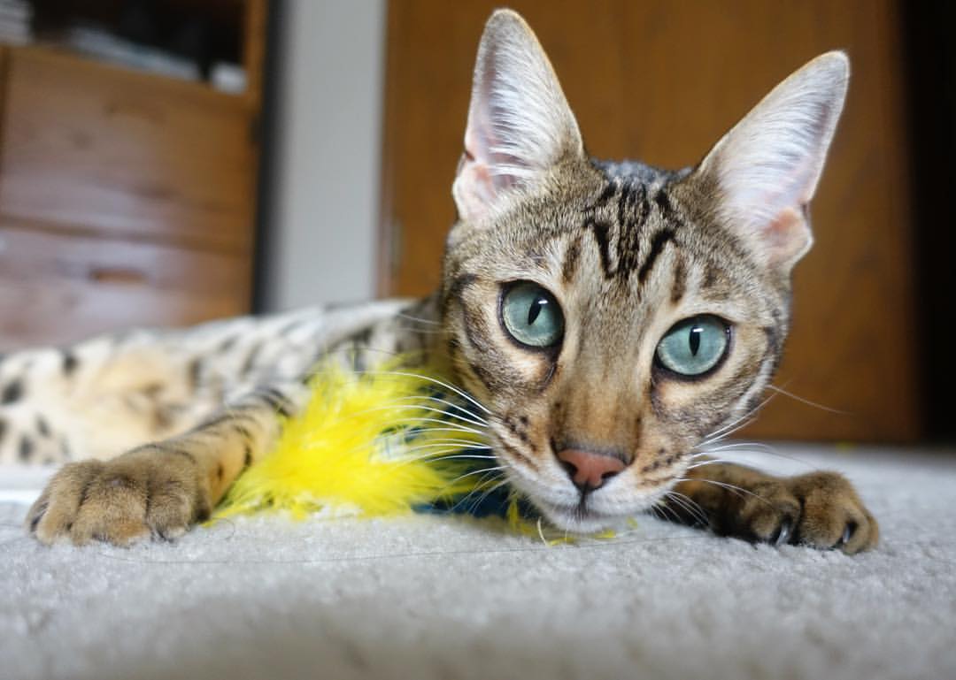 双城记,当勒布朗投出底角三分时,福克斯在英超赛场上送出致命直塞