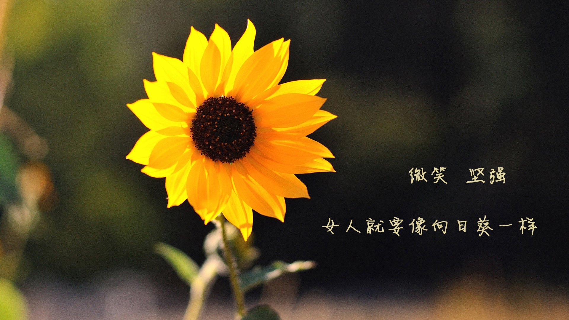 冰与火之歌，哈利伯顿的冷血绝杀与老鹰的窒息防守